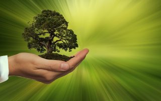 Businessman's Hand Holding Green Tree In Front Of Green Background