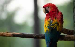 Parrot In A Tree Protected Through Biodiversity Supply Chain Risk Mitigation