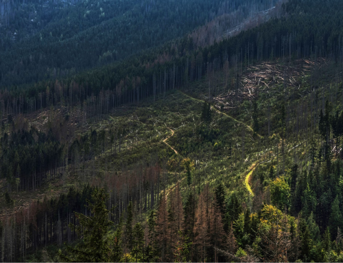 EU Commission Proposes 1-Year Delay for EUDR Compliance