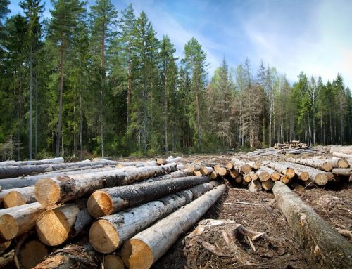 Third Partners’ Tailored EUDR Consulting Service Eases EU Deforestation Regulation Compliance for Mid-Sized U.S. Companies