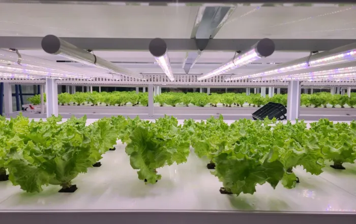 Greens growing in an AI-assisted Controlled Environmental Agriculture facility.