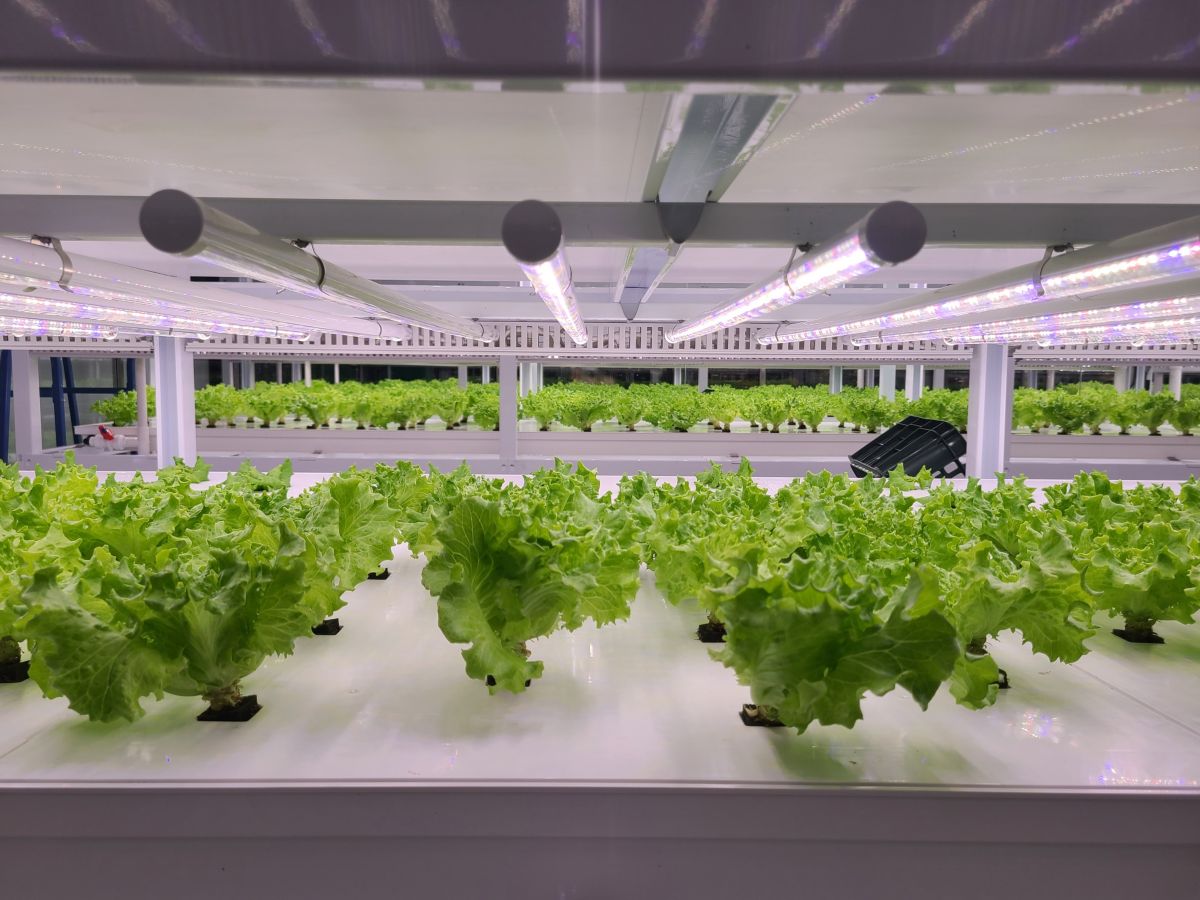 Greens-growing-in-CEA Greens growing in an AI-assisted Controlled Environmental Agriculture facility.