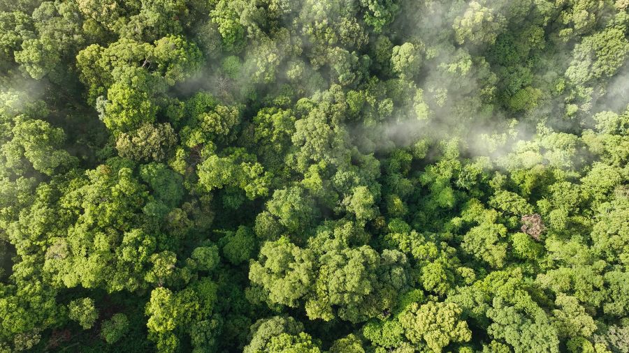 Forest absorbing caron from air.